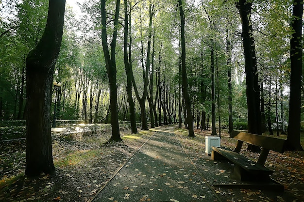 percorso parco autunnale / paesaggio autunnale, parco giallo in autunno alberi e foglie, una bella giornata di sole nel parco cittadino. la caduta