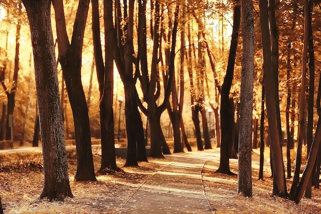 percorso parco autunnale / paesaggio autunnale, parco giallo in autunno alberi e foglie, una bella giornata di sole nel parco cittadino. la caduta