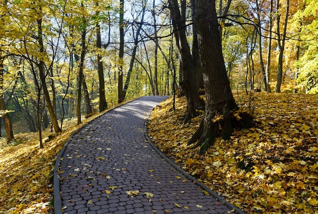 Percorso pietroso nel parco cittadino autunnale con alberi dorati e colline disseminate di foglie gialle.