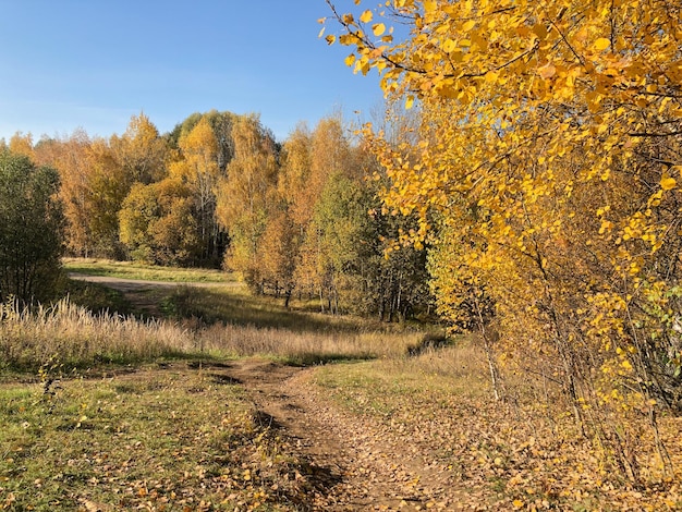 Percorso sterrato tortuoso coperto di foglie gialle nel boschetto con foglie dorate sul paesaggio autunnale degli alberi