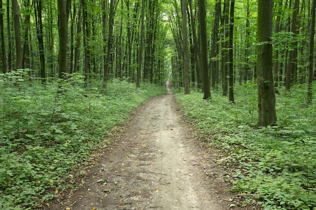 Percorso su una foresta verde