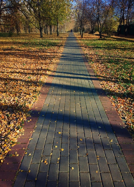 Percorso verticale sullo sfondo del paesaggio del parco autunnale