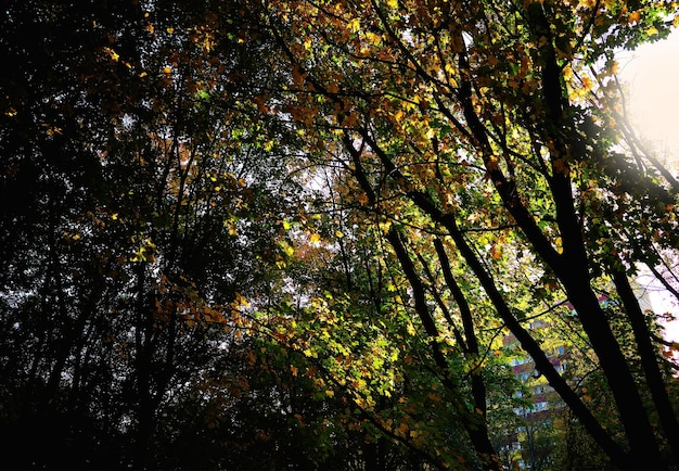 Perdita di luce sullo sfondo di una fitta foresta autunnale