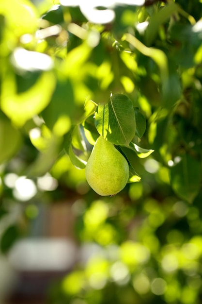 Pere biologiche in giardino