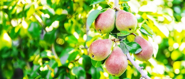 Pere che crescono su un pero. pera giardino messa a fuoco selettiva.natura