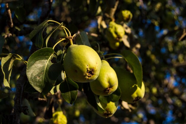 Pere che maturano su un pero primo piano pero e suoi frutti