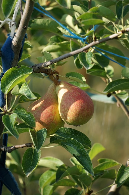 Pere che maturano sul pero mattina soleggiata di agosto