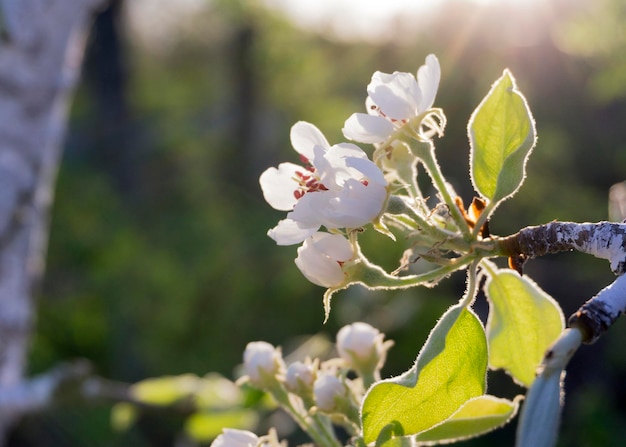 Pere fiorite al sole