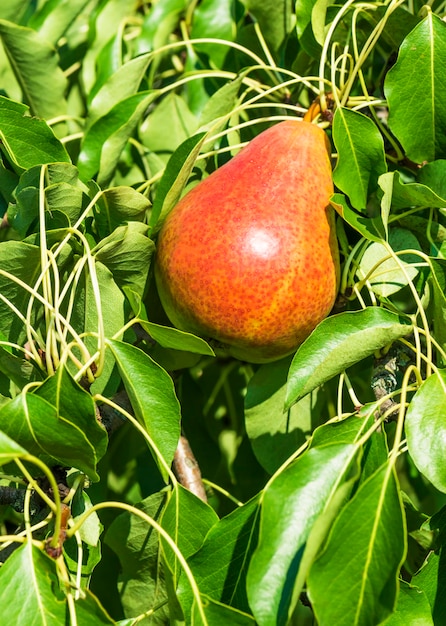 Pere fresche su un ramo di pera.