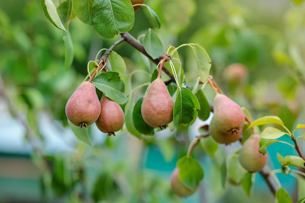 Pere mature deliziose appese a un ramo di un albero in giardino.