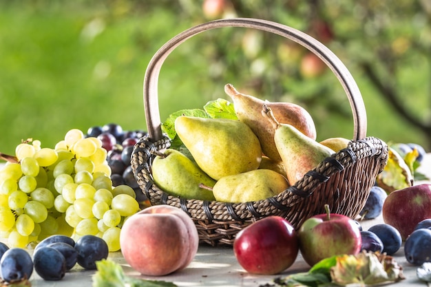 Pere mature in un cesto di legno su un tavolo da giardino in legno circondato da altra frutta fresca.