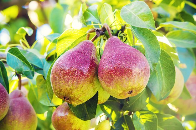 Pere sull'albero Cibo e bevande di messa a fuoco selettiva