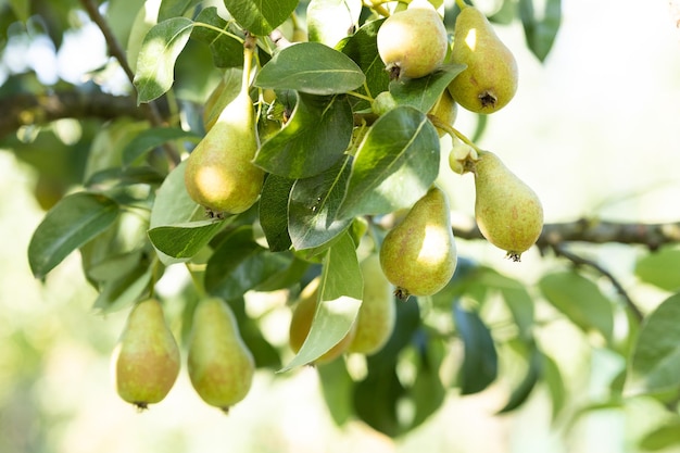 Pere sull'albero nel frutteto