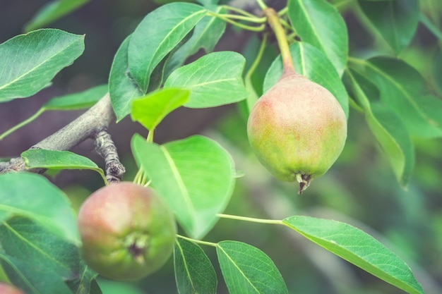 Pere sulla raccolta della frutta dell'albero