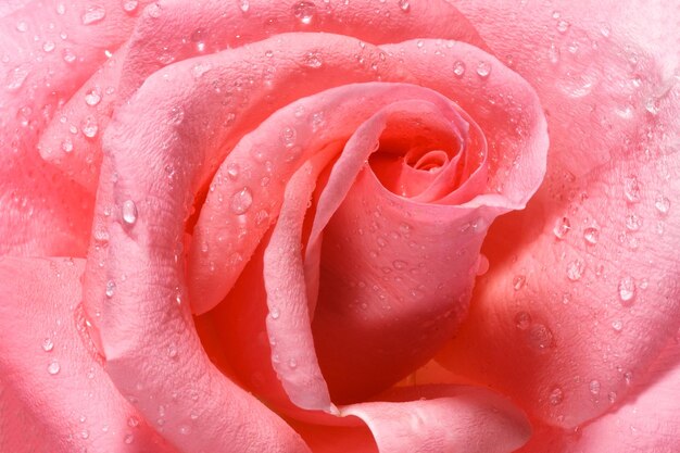 Perfetta testa fiorita di una rosa rosa fresca con gocce di rugiada in primo piano Immagine di alta dettagli girato in studio