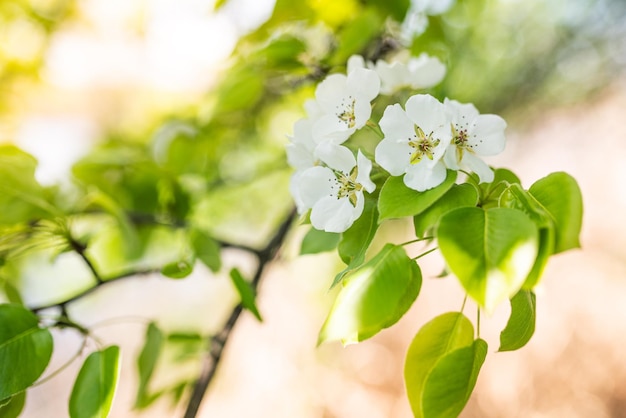 Peri e meli a fioritura primaverile