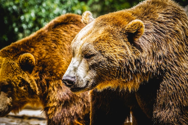 pericolo, bellissimo e peloso orso bruno, mammifero