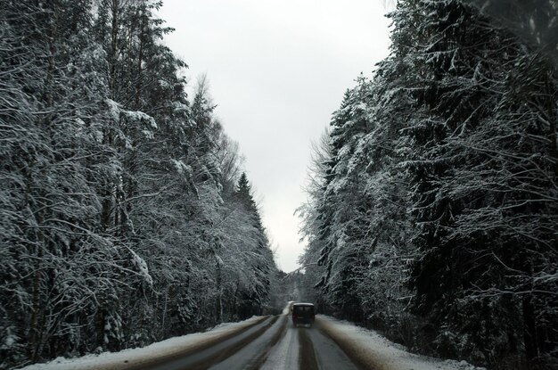 Pericolosa una strada bagnata in inverno attraverso la foresta innevata