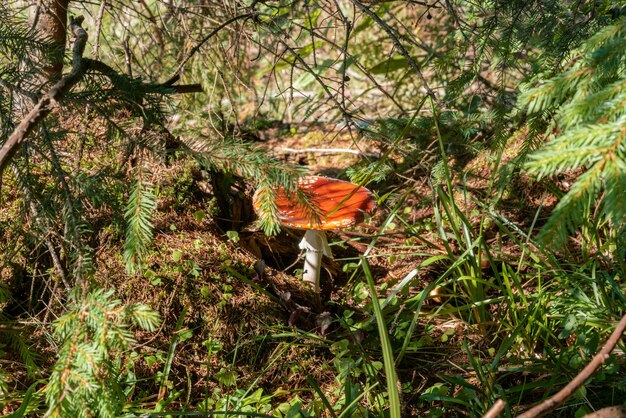 Pericolosi funghi rossi crescono in una foresta Erba vegetale Parassita Flora Bosco Forestale Vegetazione Bosco Parco boschivo Erba misteriosa Fragilità Luce del giorno Spotted