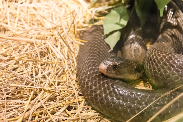 Pericoloso serpente selvaggio