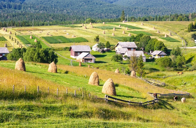 Periferia del villaggio di montagna estivo con mucchi di fieno sul campo (Carpazi, Ucraina)