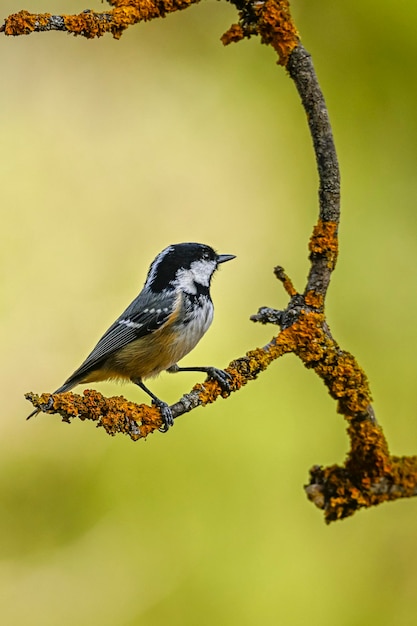 Periparus ater o Cincia è una specie di uccello passeriforme della famiglia Paridae