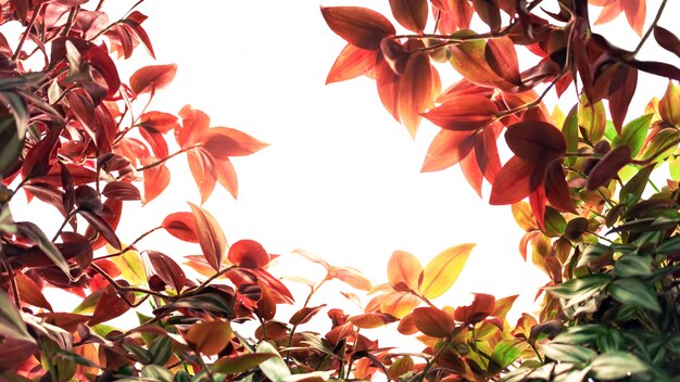 Permesso delle piante ornamentali rosse e verdi di autunno