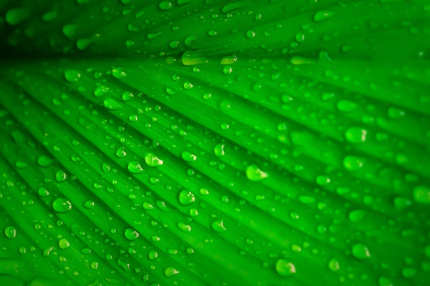 Permesso verde con le gocce di rugiada carta da parati fresca della natura della molla