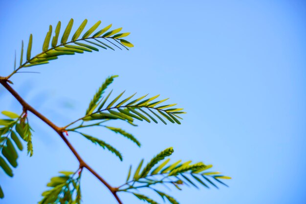 Permesso verde fresco dell'albero di amla