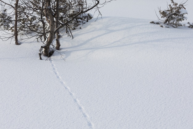 Pernice bianca, Lagopus, Grouse tracce nella neve