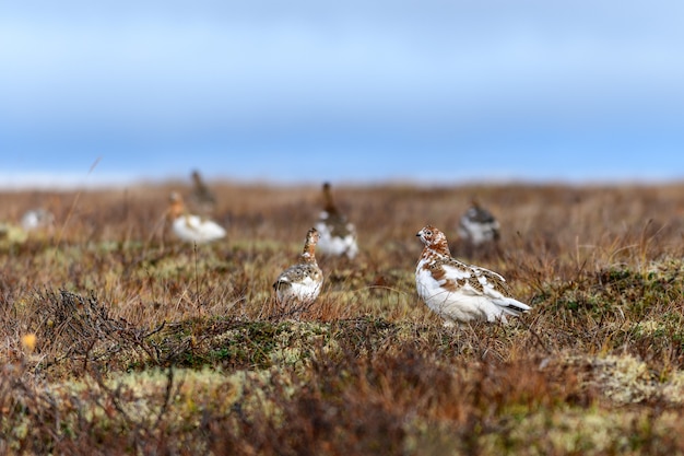 Pernice bianca nella tundra estiva. Gallo cedrone bianco.