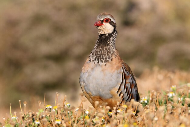 Pernice rossa sulle zampe sul campo