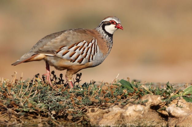 Pernice rossa sulle zampe sul campo