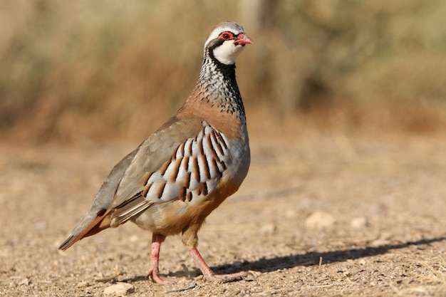 Pernice rossa sulle zampe sul campo