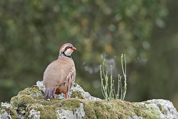 Pernici rosse Alectoris rufa