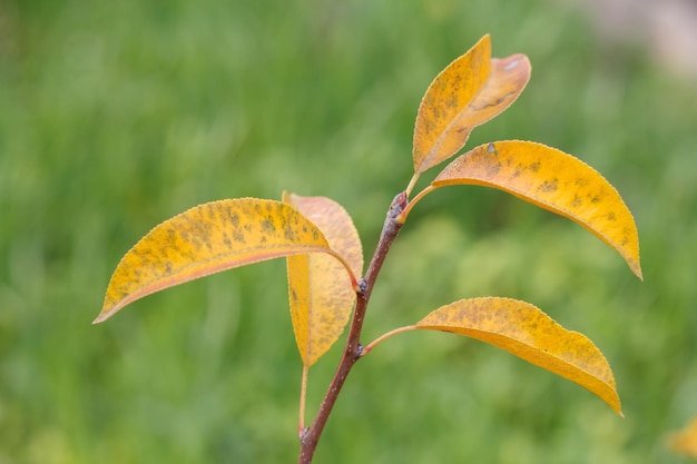 Pero con foglie gialle nella stagione autunnale con erba sullo sfondo