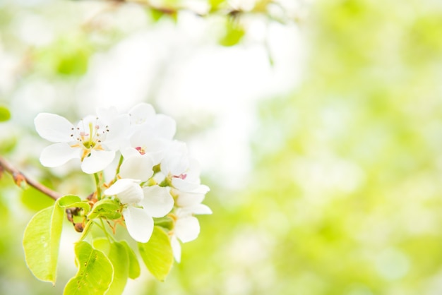 Pero in fiore con fiori bianchi e sfondo verde