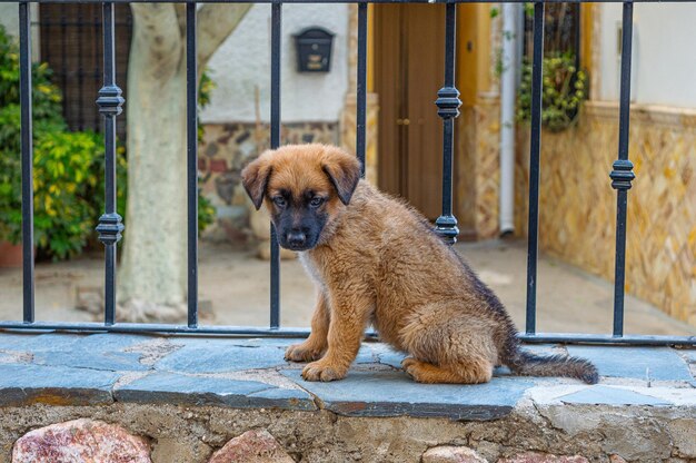 Perro de raza