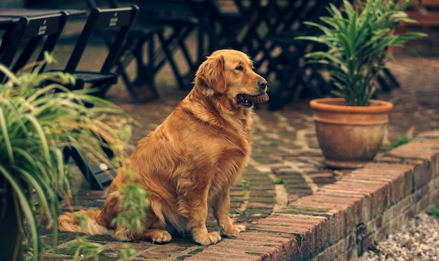 Perro esperando en el jardn