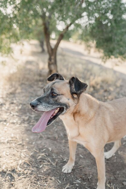 perro marron de pie en el campo