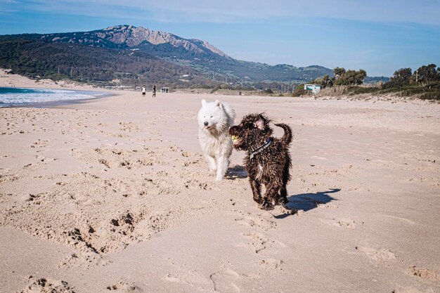 Perros jugando en el paraiso