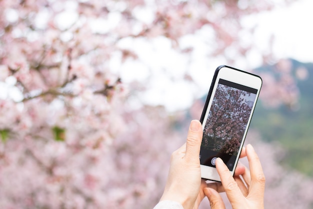 Persona che cattura immagini di fiori di ciliegio con lo smartphone