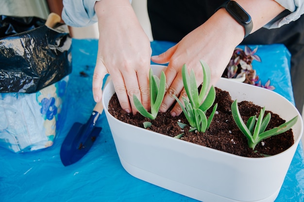 Persona che pianta piante nei vasi a casa Prendersi cura delle piante a casa Concetto di giardinaggio