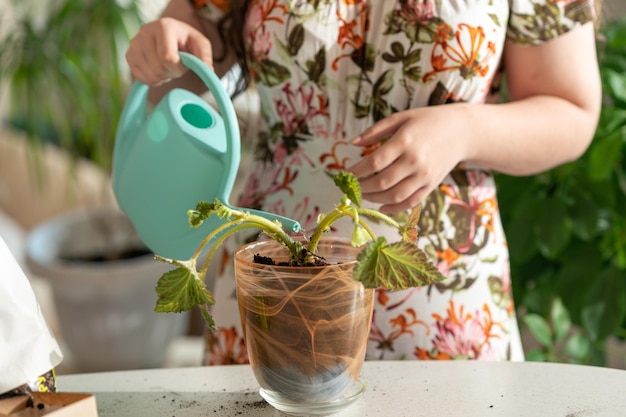 persona che pianta una pianta. donna che pianta fiori. trapiantare un fiore in un vaso