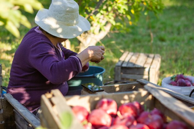 persona che raccoglie mele rosse nel frutteto di mele