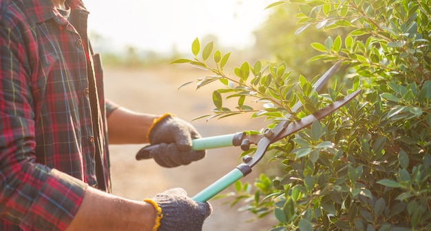 Persona che taglia una siepe nel giardino