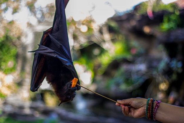 Persona che tiene un uccello in volo