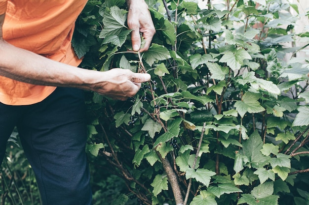 Persona di sesso maschile che raccoglie bacche di ribes in giardino ritagliata giardiniere che lavora in serra immagine dai toni