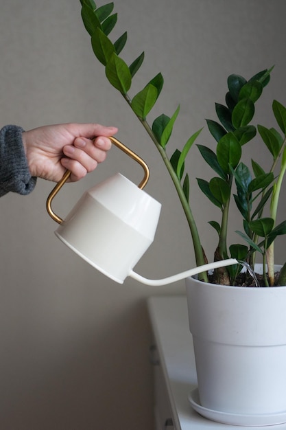 Persona in maglione grigio che annaffia zamioculcas della pianta della casa del fiore