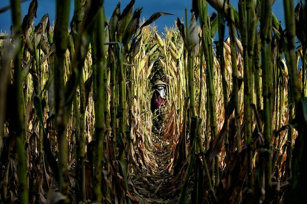 Persona in piedi in mezzo al mais sul campo